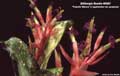 Billbergia Beadle #0587