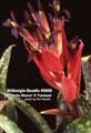 Billbergia Beadle #0588