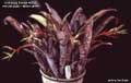 Billbergia Beadle #0593