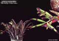 Billbergia Beadle #0593