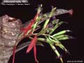 Billbergia Beadle #0593