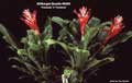 Billbergia Beadle #0605