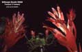 Billbergia Beadle #0605