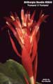 Billbergia Beadle #0605