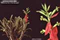 Billbergia Beadle #0608
