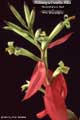 Billbergia Beadle #0608