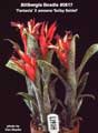 Billbergia Beadle #0617