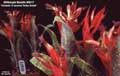Billbergia Beadle #0617