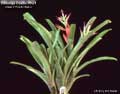 Billbergia Beadle #0621