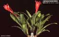 Billbergia Beadle #0625