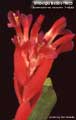 Billbergia Beadle #0625
