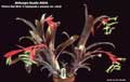 Billbergia Beadle #0630