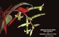 Billbergia Beadle #0630