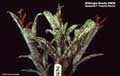 Billbergia Beadle #0636
