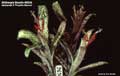 Billbergia Beadle #0636