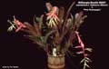 Billbergia Beadle #0651