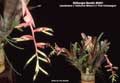 Billbergia Beadle #0651
