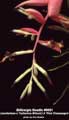 Billbergia Beadle #0651