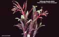 Billbergia Beadle #0654