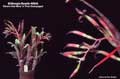Billbergia Beadle #0654