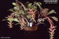 Billbergia Beadle #0655