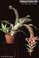 Billbergia Beadle #0655