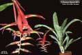 Billbergia Beadle #0655