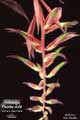 Billbergia Beadle #0655