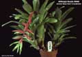 Billbergia Beadle #0665