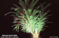 Billbergia Beadle #0665