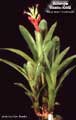 Billbergia Beadle #0668
