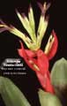 Billbergia Beadle #0668