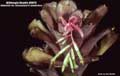Billbergia Beadle #0678