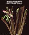 Billbergia Beadle #0693