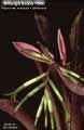 Billbergia Beadle #0693
