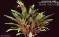 Billbergia Beadle #0698