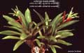 Billbergia Beadle #0698