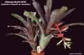 Billbergia Beadle #0702