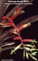 Billbergia Beadle #0702