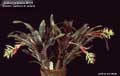 Billbergia Beadle #0725
