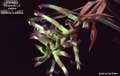 Billbergia Beadle #0725