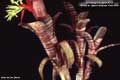 Billbergia Beadle #0728