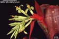 Billbergia Beadle #0728