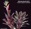 Billbergia Beadle #0729