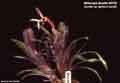 Billbergia Beadle #0730