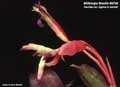 Billbergia Beadle #0730