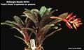 Billbergia Beadle #0733