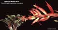 Billbergia Beadle #0733
