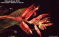 Billbergia Beadle #0733