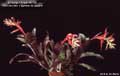 Billbergia Beadle #0738